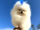 Pomeryan Boo Yavrular