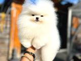 Pomeryan Boo Yavrular