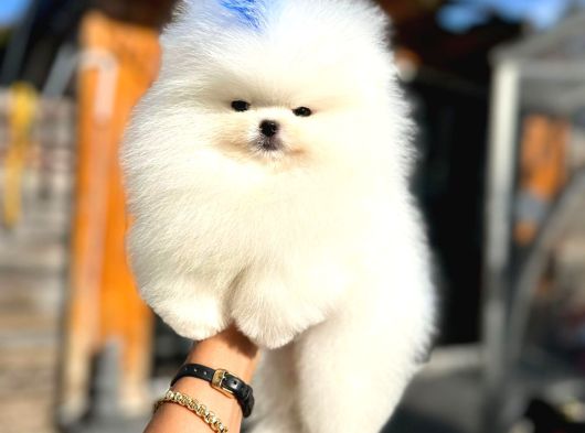 Pomeryan Boo Yavrular görsel