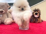 Beautiful Pomeranian Babies Micro Tcup Mini