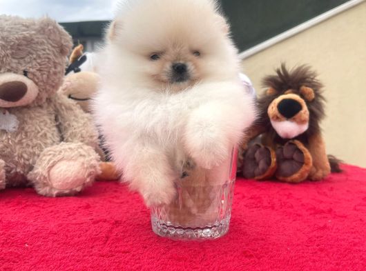 Beautiful Pomeranian Babies Micro Tcup Mini görsel