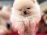 Beautiful Pomeranian babies micro tcup mini