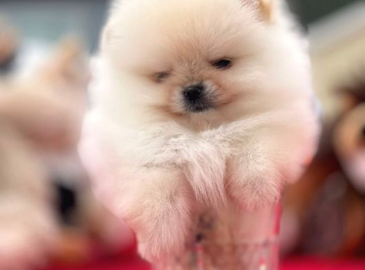 Beautiful Pomeranian Babies Micro Tcup Mini