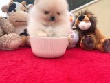 Beautiful Pomeranian Babies Micro Tcup Mini
