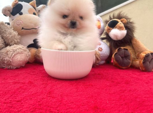 Beautiful Pomeranian Babies Micro Tcup Mini görsel