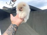 Beautiful Pomeranian Babies Micro Tcup Mini