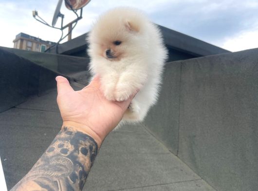 Beautiful Pomeranian Babies Micro Tcup Mini görsel