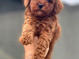 Red Brown Toypodel Micro  Tcup Yavrular