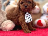Red Brown Toypodel Micro  Tcup Yavrular