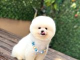 Pomeryan Boo Yavrular