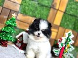 Pomeryan Boo Yavrular