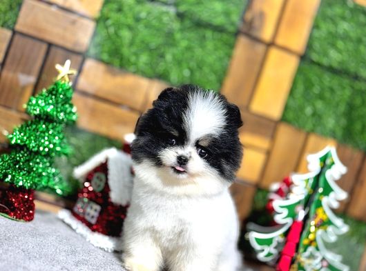 Pomeryan Boo Yavrular görsel