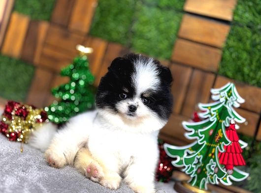 Pomeryan Boo Yavrular görsel