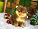 Pomeryan Boo Yavrular