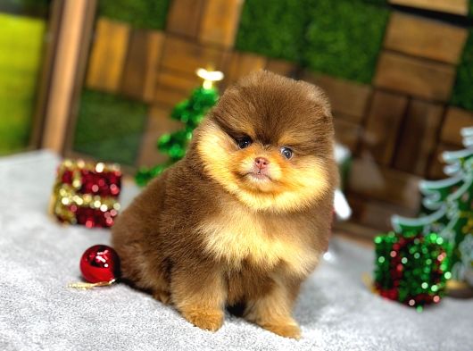 Pomeryan Boo Yavrular görsel