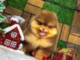 Pomeryan boo yavrular