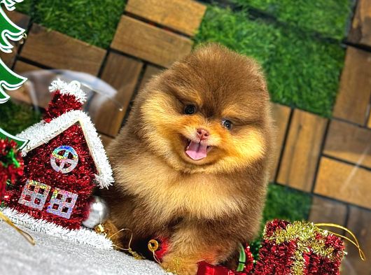 Pomeryan Boo Yavrular