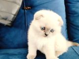 Scottish Fold Blue Point Yavrumuz