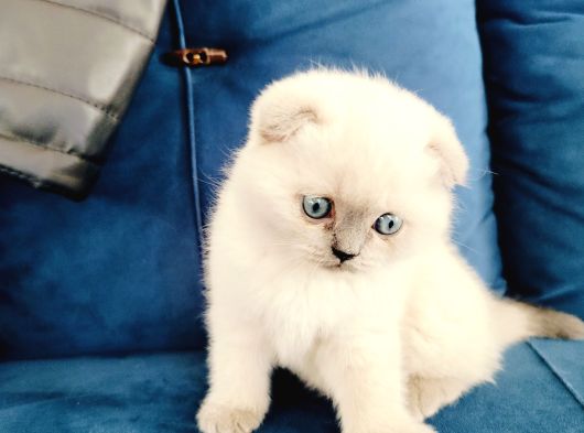 Scottish Fold Blue Point Yavrumuz görsel