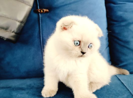Scottish Fold Blue Point Yavrumuz görsel
