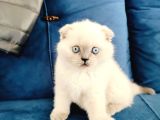 Scottish Fold Blue Point Yavrumuz