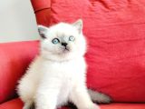 British Blue Point Yavrusu