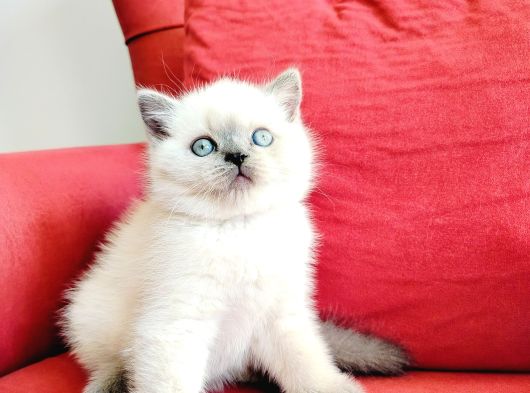British Blue Point Yavrusu görsel