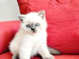 British blue point yavrusu