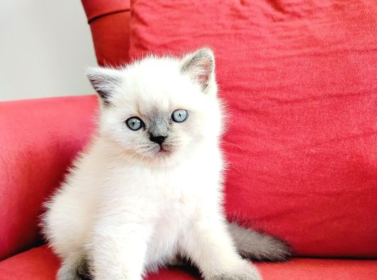 British Blue Point Yavrusu