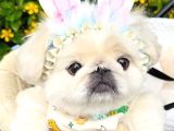Safkan Pekiner Bebekler