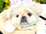Safkan pekiner bebekler