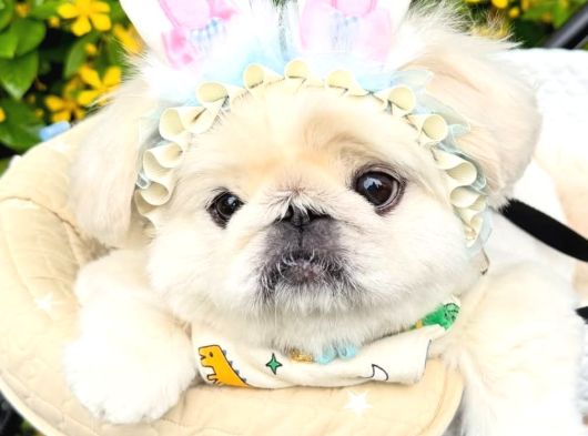 Safkan Pekiner Bebekler