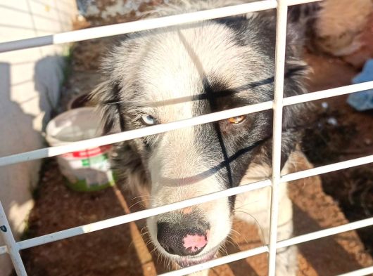 11 Aylık Safkan Dişi Border Collie görsel