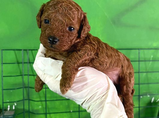 Rezerveye Açık Anne Yanından Kore Poodle Yavrum görsel