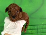 Rezerveye Açık Anne Yanından Kore Poodle Yavrum
