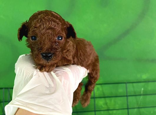 Rezerveye Açık Anne Yanından Kore Poodle Yavrum görsel