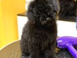 Black poodle erkek yavru