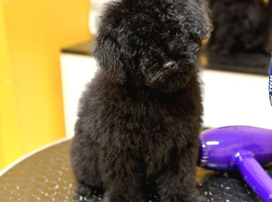 Black Poodle Erkek Yavru