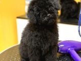 Black Poodle Erkek Yavru