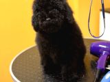 Black Poodle Erkek Yavru