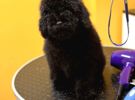 Black Poodle Erkek Yavru görsel