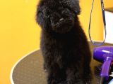Black Poodle Erkek Yavru