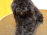 Silver poodle Dişi yavru