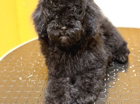 Silver Poodle Dişi Yavru