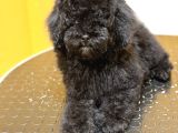 Silver Poodle Dişi Yavru