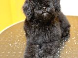 Silver Poodle Dişi Yavru