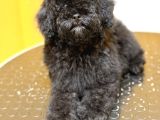 Silver Poodle Dişi Yavru