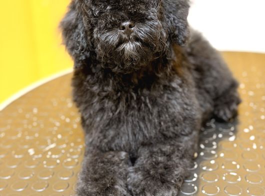 Silver Poodle Dişi Yavru görsel