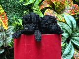 Türki̇yeni̇n En Özel Black Poodle Yavrulari En Uygun Fi̇yatla