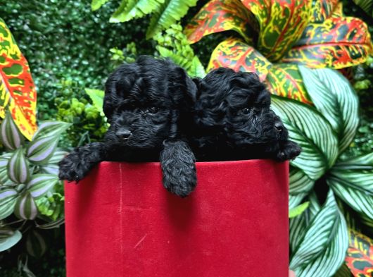 Türki̇yeni̇n En Özel Black Poodle Yavrulari En Uygun Fi̇yatla görsel
